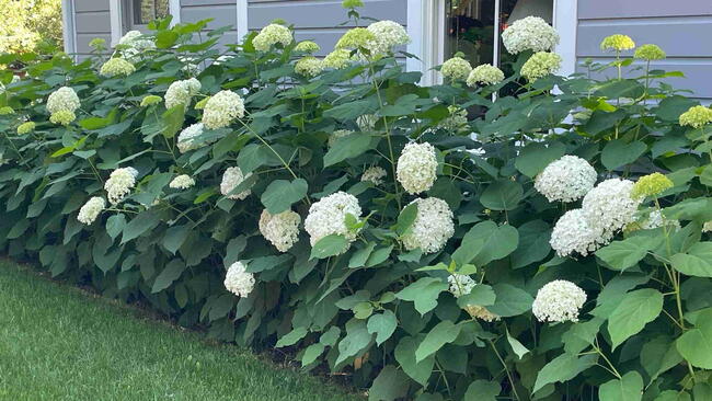 Mature white smooth hydrangeas growing along the north side of a house.