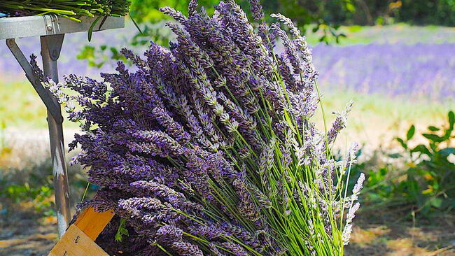 Image of Lavender plant