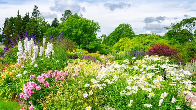 beautiful flower garden 