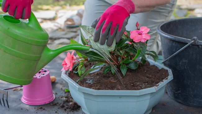 A person wearing gloves waters pink flowers in a pot 