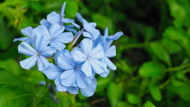 Plumbago Flower