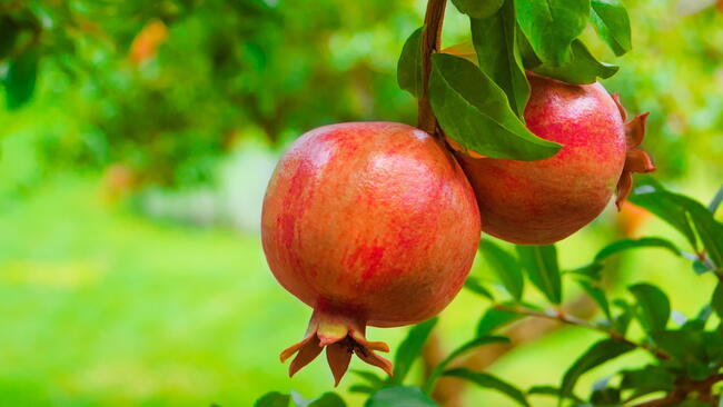 Pomegranate Shrub