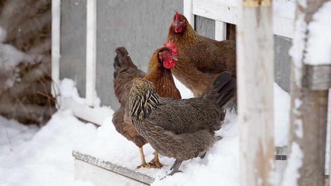 Welsummer chickens stepping out into the first snow of the year. keeping chickens safe in the winter