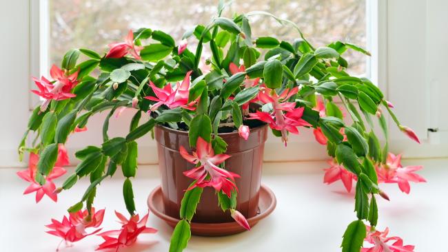 at least 3 segments Fresh cuttings of White Christmas Cactus 3 or more 