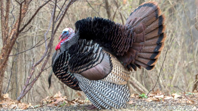 Wild Turkey tom displaying