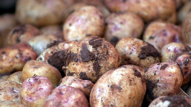 dirty Potatoes in the root cellar
