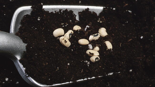 dirt and Gardening Seeds in a metal trowel