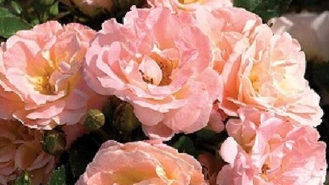 pink rose flowers