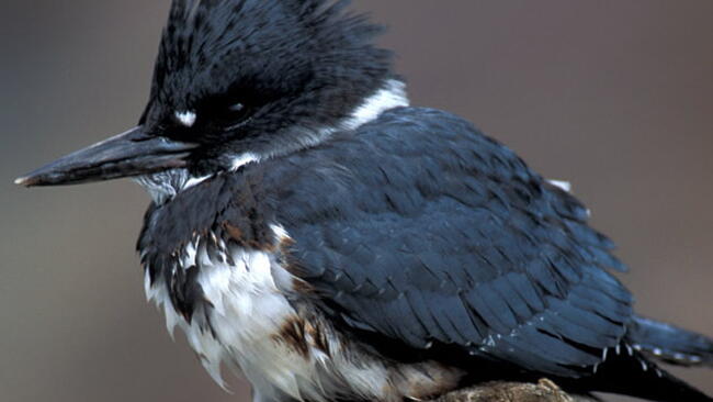 Belted Kingfisher bird