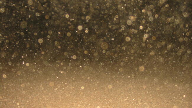 Dust particles 