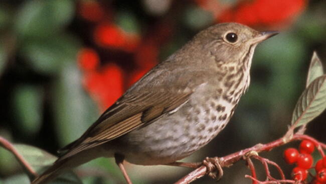 Hermit Thrush bird