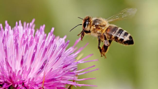Oksibaktocid Combats Nosema 10 strips. a debilitating disease of bees 