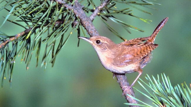 House Wren 