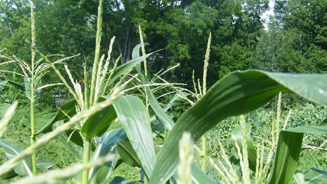 Midseason Corn 