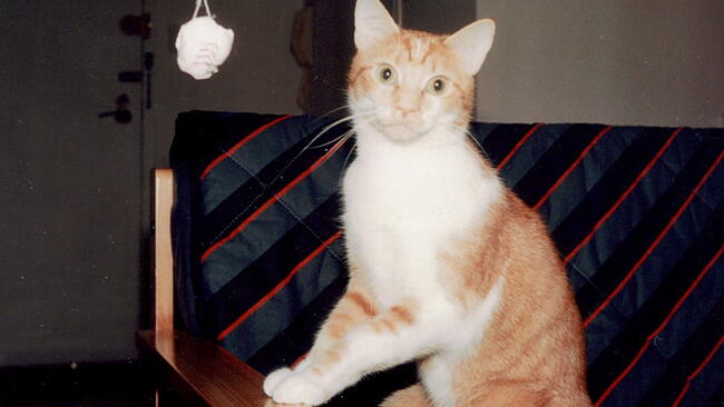 orange cat with a catnip toy