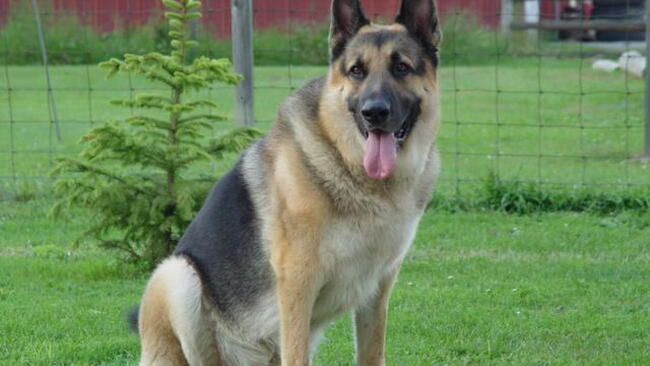german Shepard dog sitting in the grass