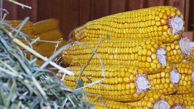 corn cobs drying in the barn