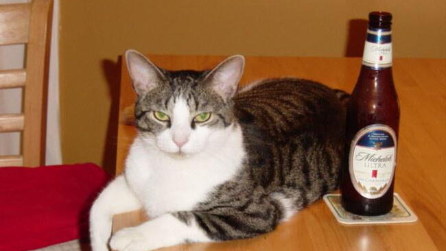 What is a 1 year hot sale old cat in human years