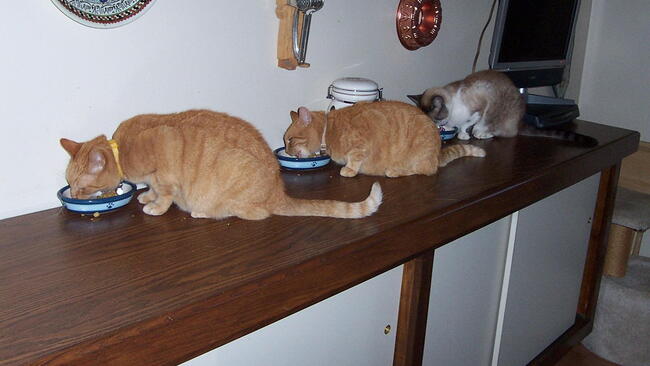 three cats on a table, all eating dinner out of their own bowls