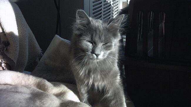 My cat is 2 years best sale old in human years