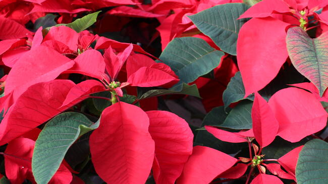 Poinsettia, the red Christmas flower.