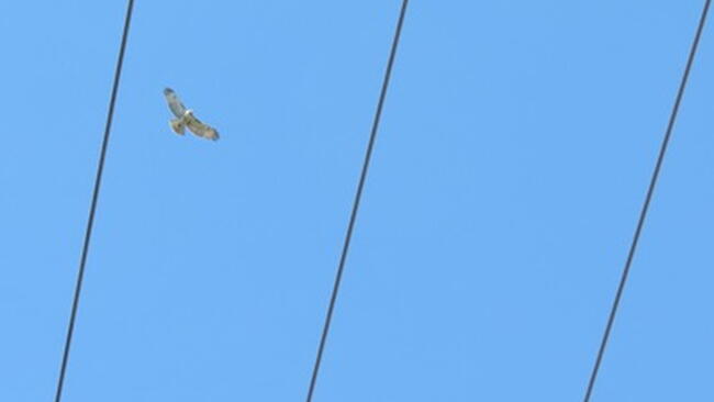 red-tailed hawk flying over telephone wires