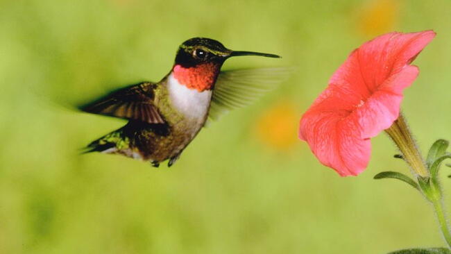 Ruby Throated Hummingbird at red flower