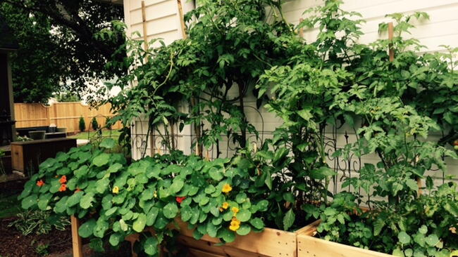 Vegetable garden planning software reviews - gurusolpor