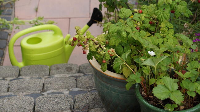 raspberry bushes growing in a pot next to a watering can 
