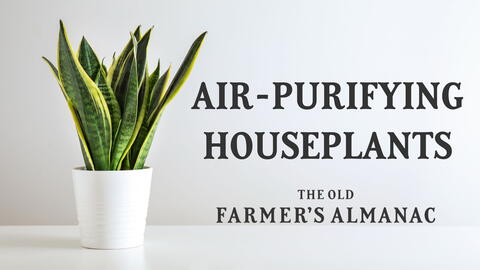 Sansevieria Plant in Pot on White Table, snake plant, air purifying houseplants