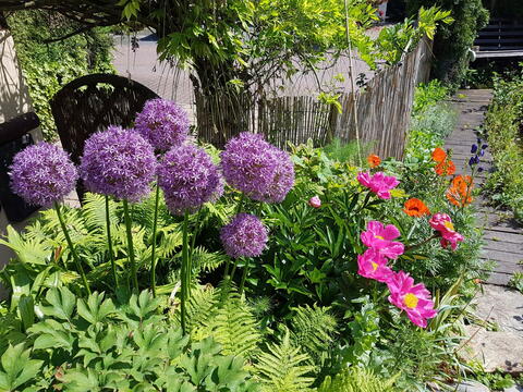 Image of Allium companion plant for mums