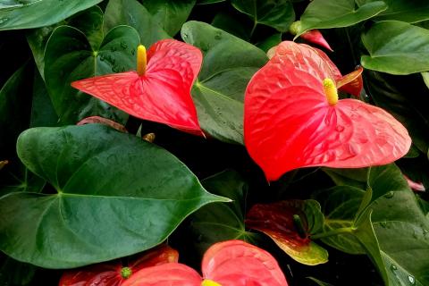 Details about   Anthurium flowers Red 