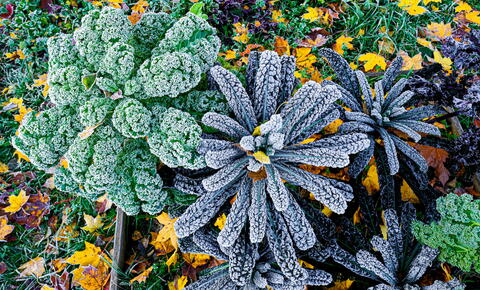 Fall Vegetable Garden With Frost