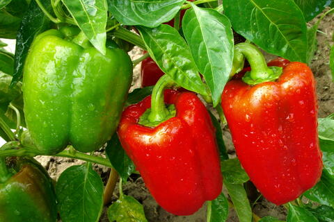 Bell pepper flower discount