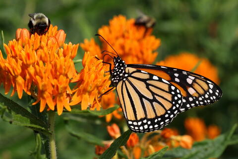 Monarch butterfly on butterfly weed (Asclepias tuberosa) with a bumblebee