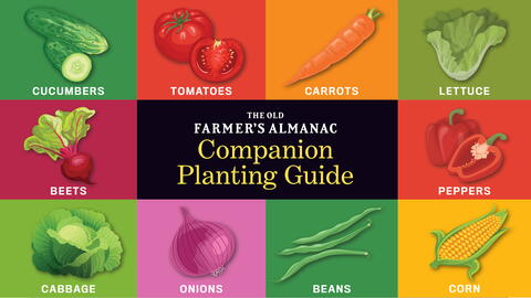 companion planting guide for the garden. cucumbers, tomatoes, carrots, lettuce, beets, peppers, cabbage, onions, beans, corn