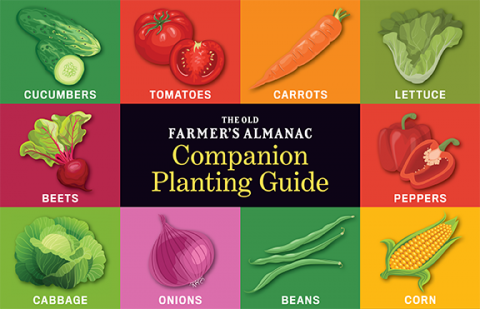 Image of Companion planting chart celery and carrots