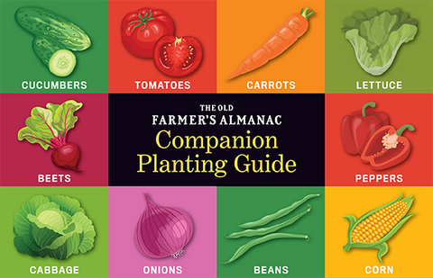 Image of Brussel sprout companion planting chart 4