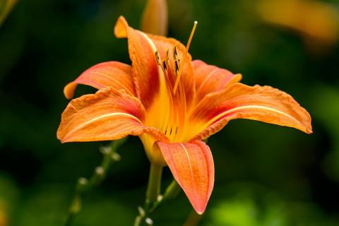 Image of Daylilies flowers
