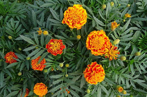 Image of Marigolds plants