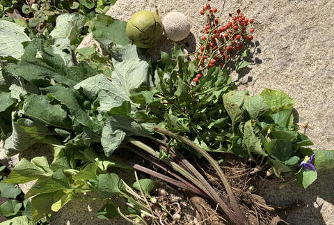 fall foraging finds, sumac, burdock, wild voilet, and more
