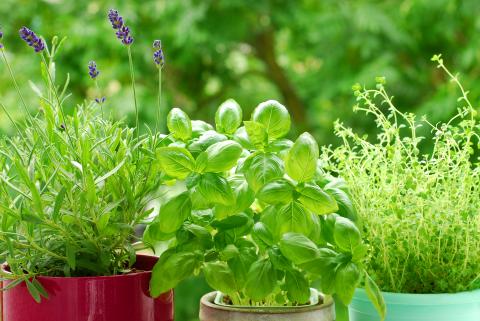 Image of Companion planting in pots herbs rosemary thyme oregano sage