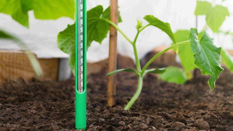Soil Temperature Chart for Planting