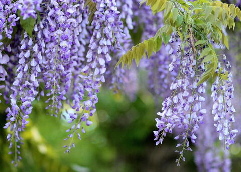 Image of Wisteria purple flower bush