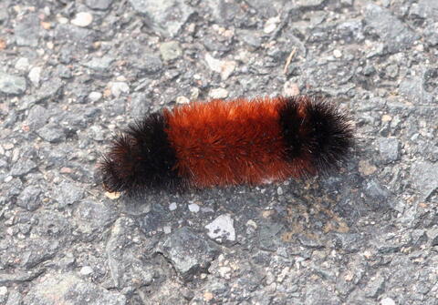 a woolly bear or a woolly worm caterpillar, brown and black, on pavement.