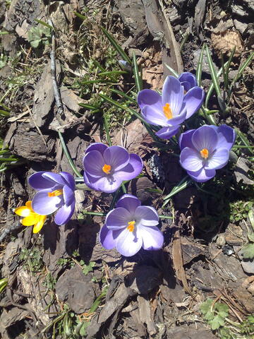 Spring Crocus flowers, bulbs that naturalize