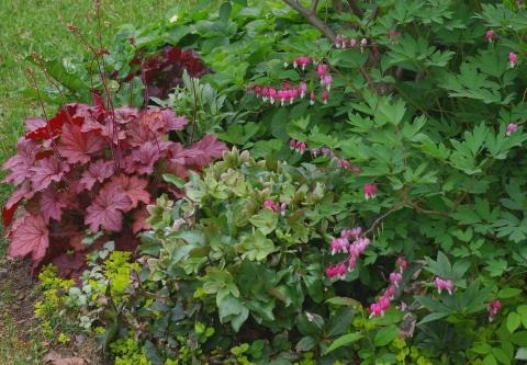 Image of Hellebores and coral bells