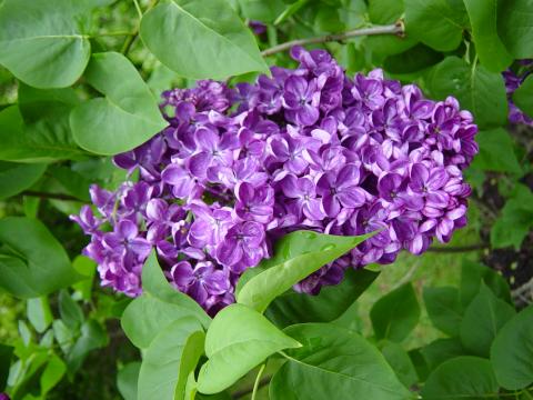 Image of Lilacs plant