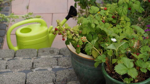 Growing Raspberries in Containers: A Beginner's Guide