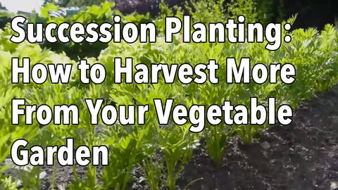 Embedded thumbnail for Succession Planting Guide: Grow More Crops Before Frost